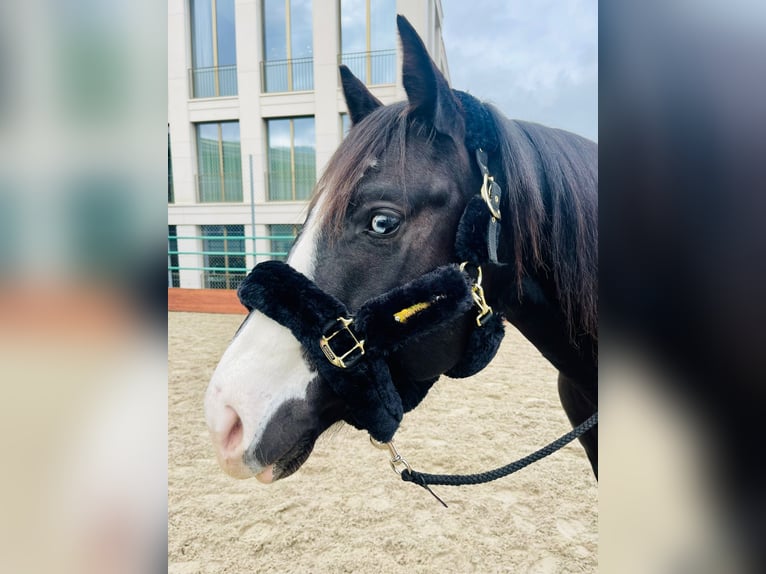Paint Horse Hengst 7 Jaar in Wollerau