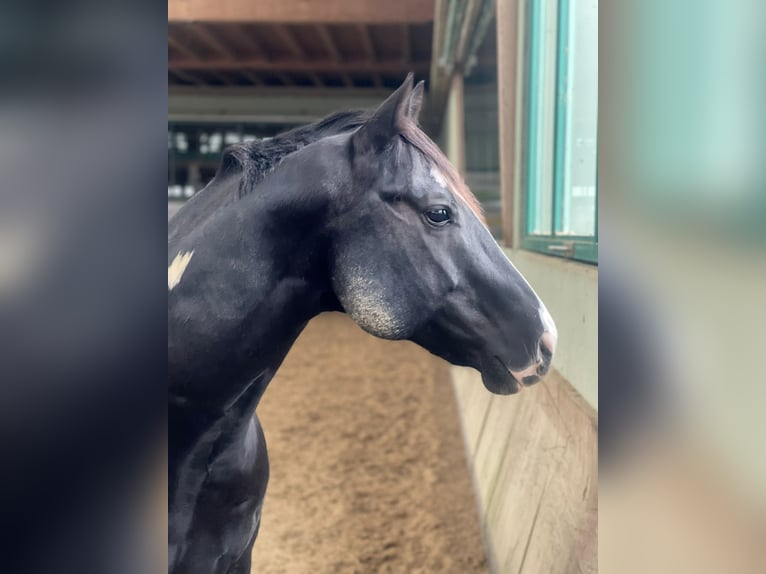 Paint Horse Hengst 7 Jaar in Wollerau