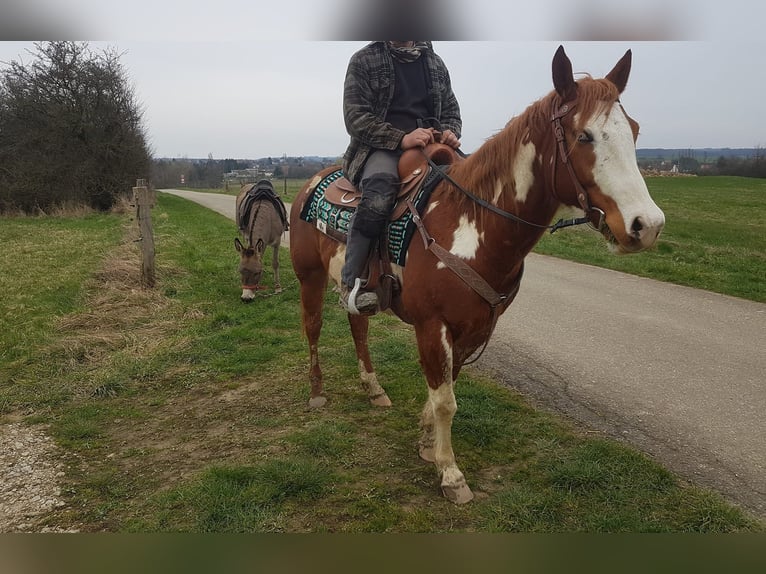 Paint Horse Hengst 8 Jahre Overo-alle-Farben in Petit-R&#xE9;derching