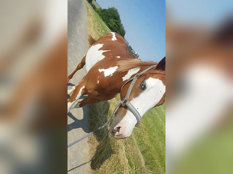 Paint Horse Hengst 8 Jahre Overo-alle-Farben in Petit-R&#xE9;derching