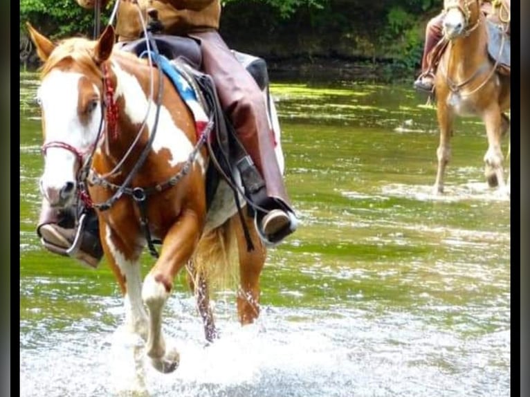 Paint Horse Hengst 8 Jahre Overo-alle-Farben in Petit-R&#xE9;derching