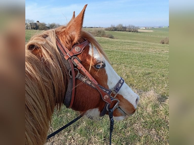 Paint Horse Hengst 8 Jahre Overo-alle-Farben in Petit-R&#xE9;derching