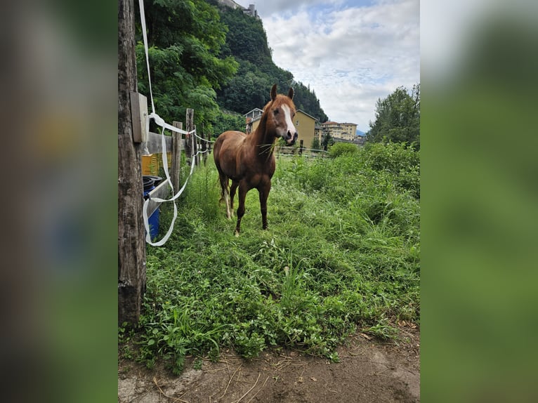 Paint Horse Hengst 8 Jahre in Borgosesia