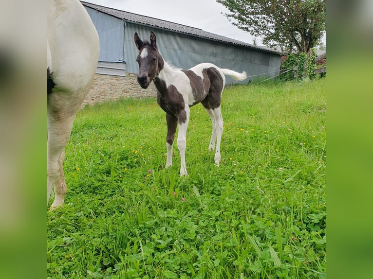 Paint Horse Hengst Fohlen (05/2024) 100 cm Roan-Blue in Beaumont