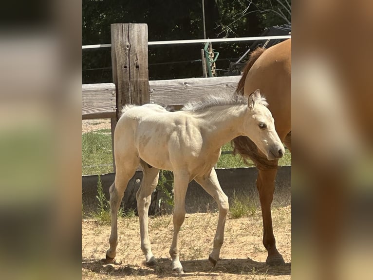 Paint Horse Hengst  145 cm Buckskin in Miltenberg