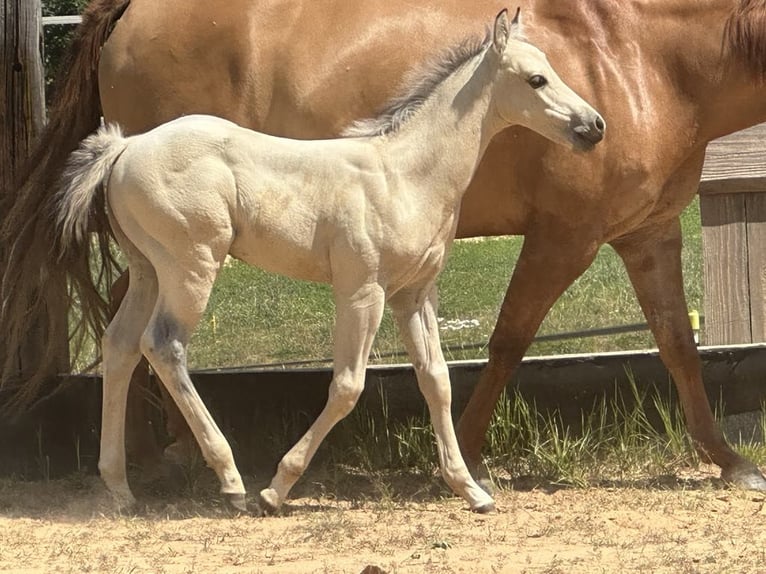 Paint Horse Hengst  145 cm Buckskin in Miltenberg
