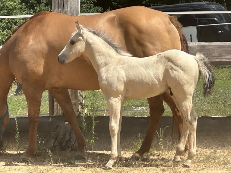 Paint Horse Hengst  145 cm Buckskin in Miltenberg