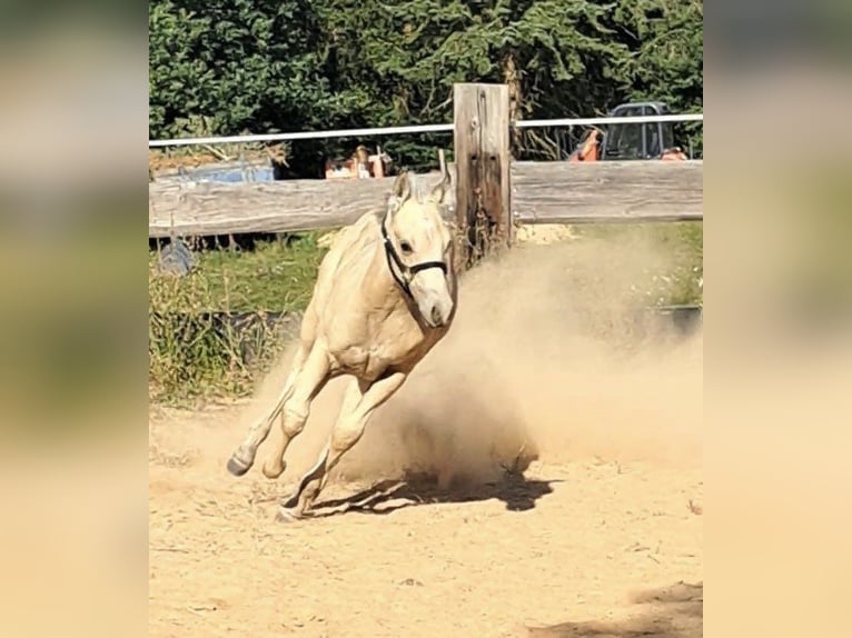 Paint Horse Hengst Fohlen (05/2025) 145 cm Buckskin in Miltenberg