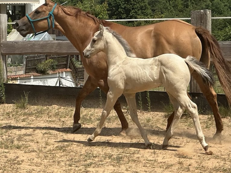 Paint Horse Hengst  145 cm Buckskin in Miltenberg
