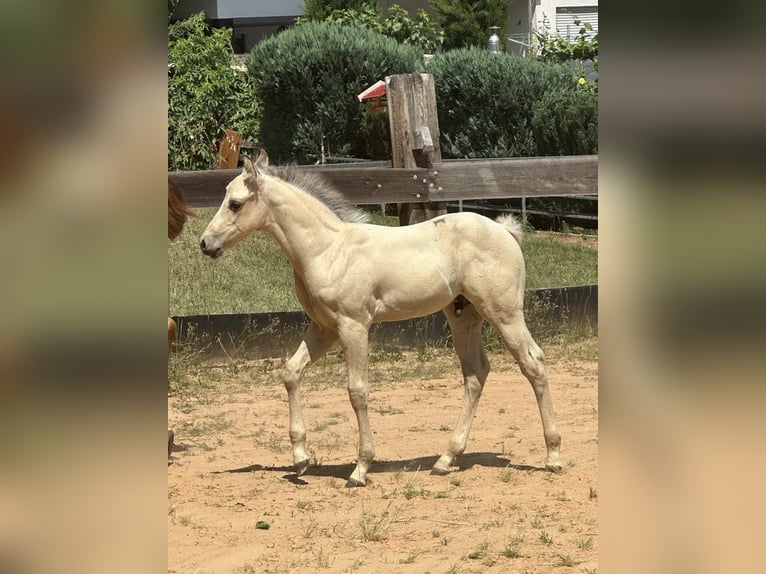 Paint Horse Hengst  145 cm Buckskin in Miltenberg