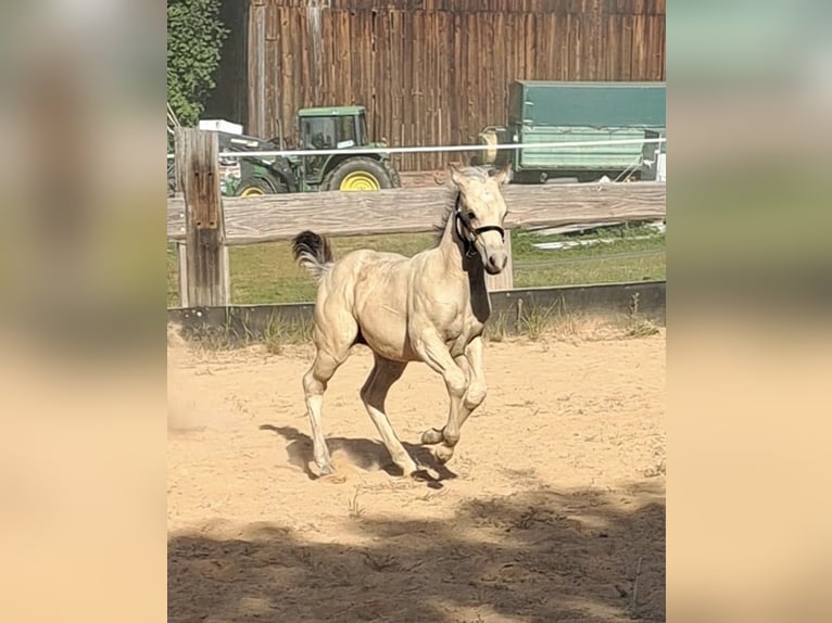 Paint Horse Hengst Fohlen (05/2025) 145 cm Buckskin in Miltenberg