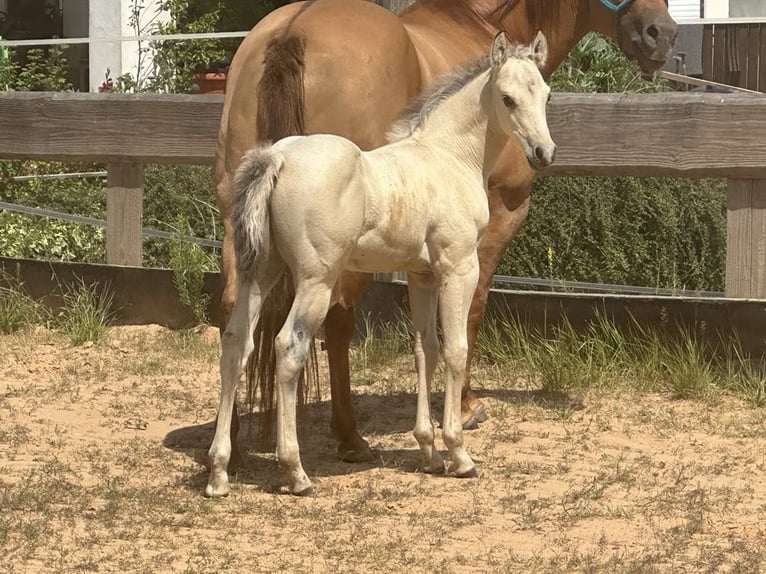 Paint Horse Hengst  145 cm Buckskin in Miltenberg