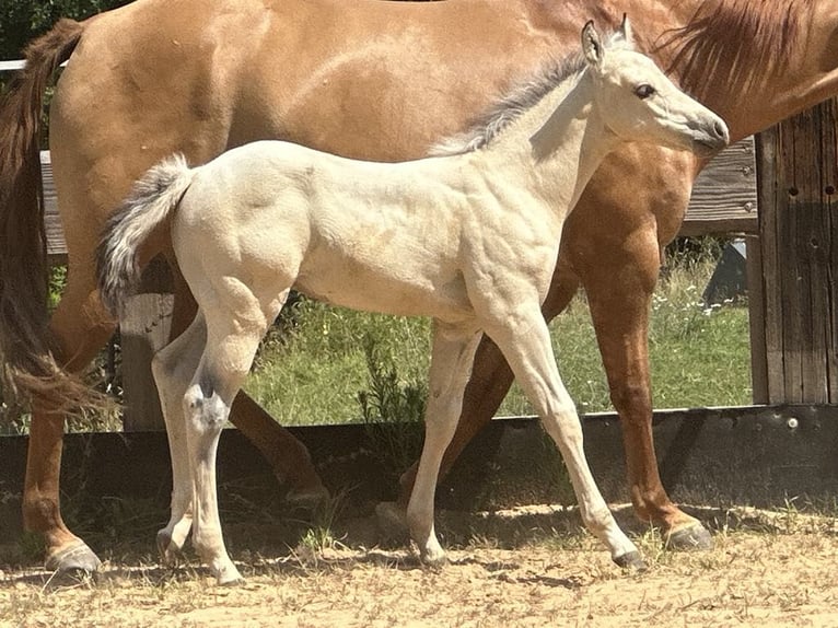 Paint Horse Hengst  145 cm Buckskin in Miltenberg