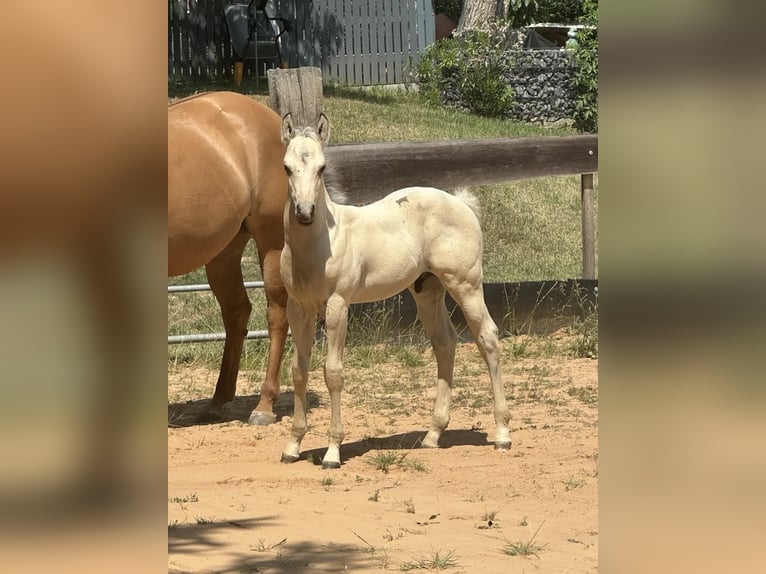 Paint Horse Hengst  145 cm Buckskin in Miltenberg