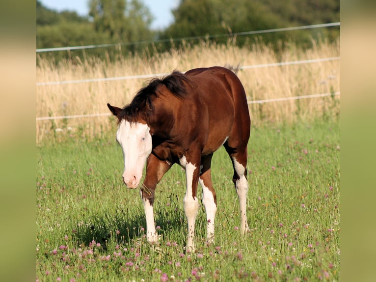 Paint Horse Hengst Fohlen (04/2025) 148 cm Brauner in Bautzen