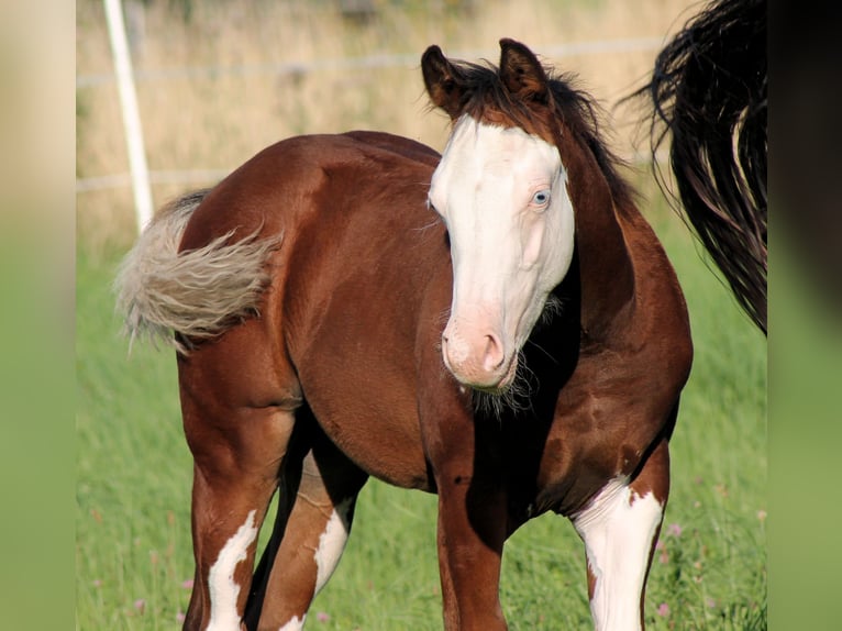 Paint Horse Hengst Fohlen (04/2025) 148 cm Brauner in Bautzen