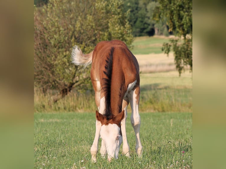Paint Horse Hengst  150 cm Brauner in Bautzen