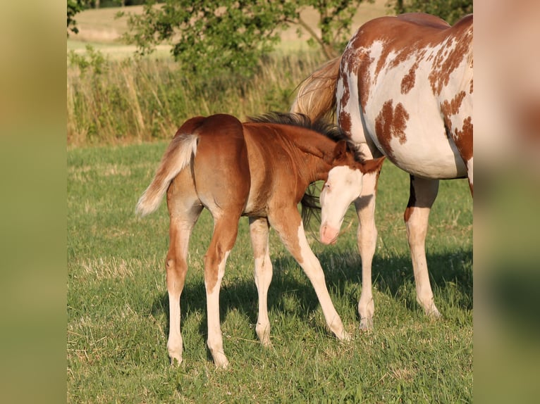 Paint Horse Hengst  150 cm Brauner in Bautzen