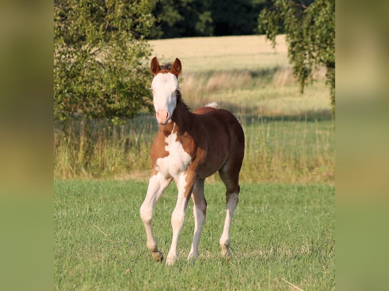 Paint Horse Hengst  150 cm Brauner in Bautzen