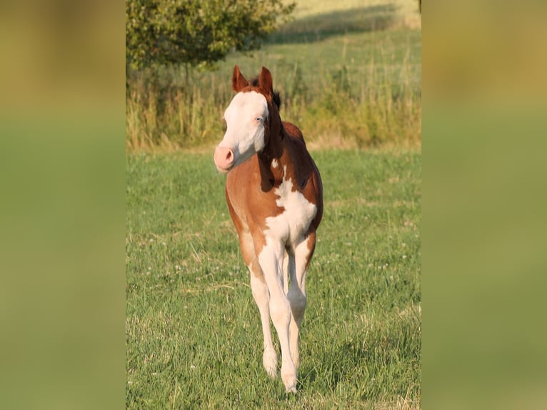 Paint Horse Hengst  150 cm Brauner in Bautzen