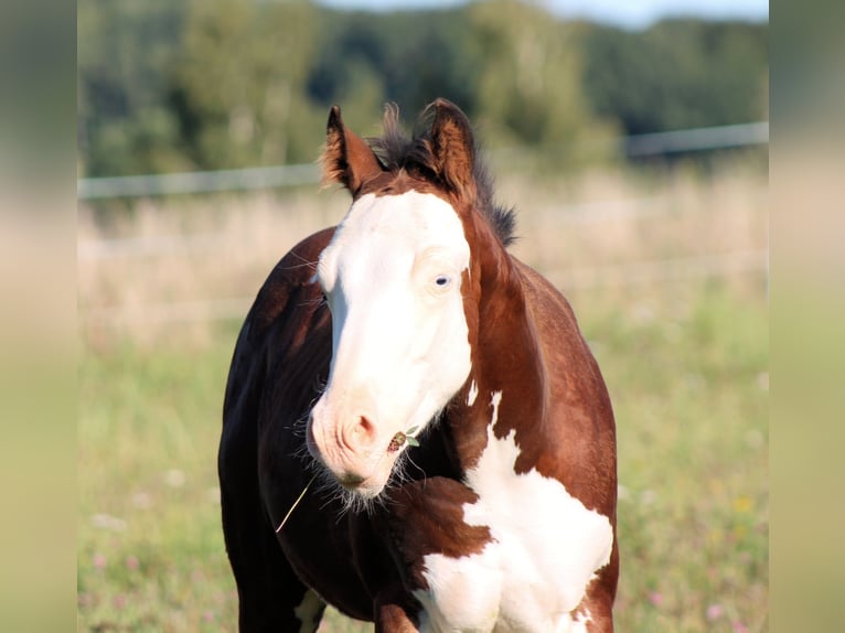 Paint Horse Hengst Fohlen (04/2025) 150 cm Brauner in Bautzen