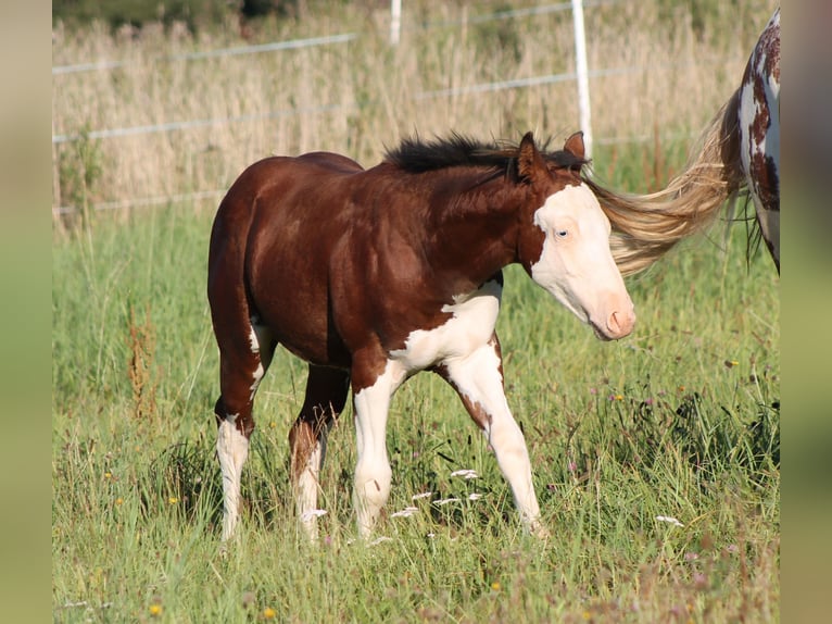 Paint Horse Hengst Fohlen (04/2025) 150 cm Brauner in Bautzen