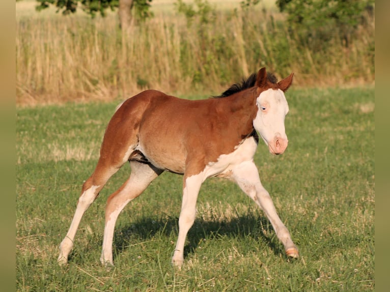 Paint Horse Hengst  150 cm Brauner in Bautzen