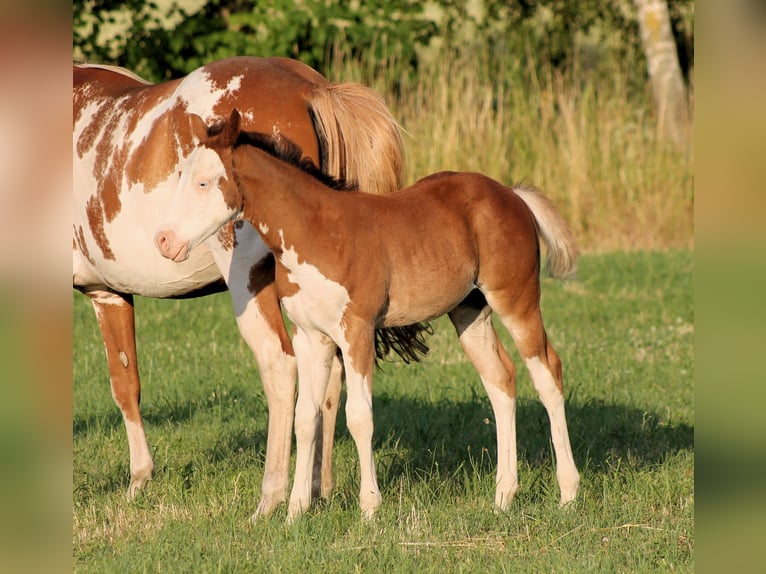 Paint Horse Hengst  150 cm Brauner in Bautzen