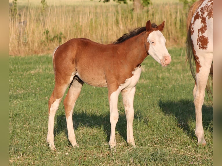 Paint Horse Hengst  150 cm Brauner in Bautzen
