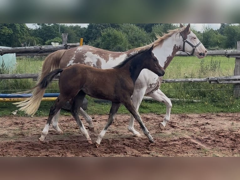 Paint Horse Hengst  150 cm Brauner in Matzenbach