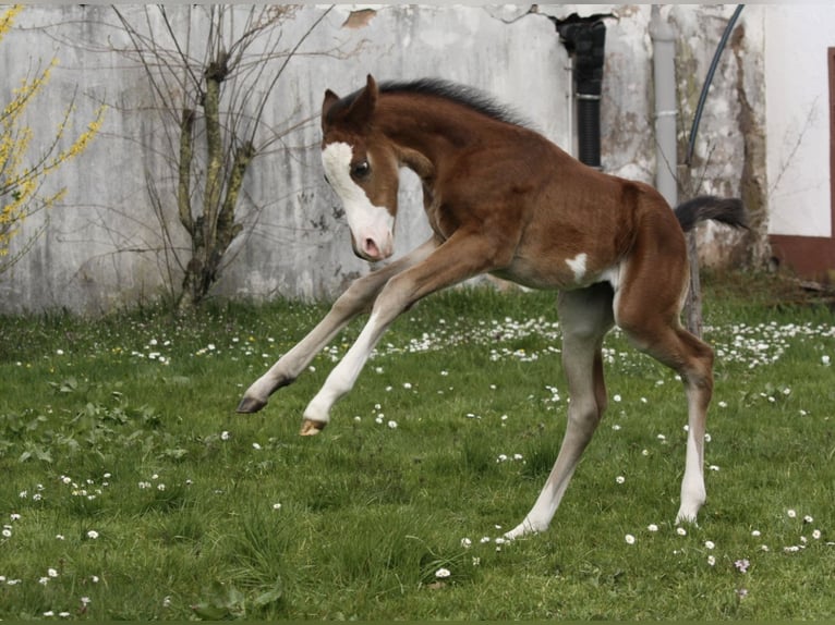 Paint Horse Hengst  150 cm Brauner in Matzenbach