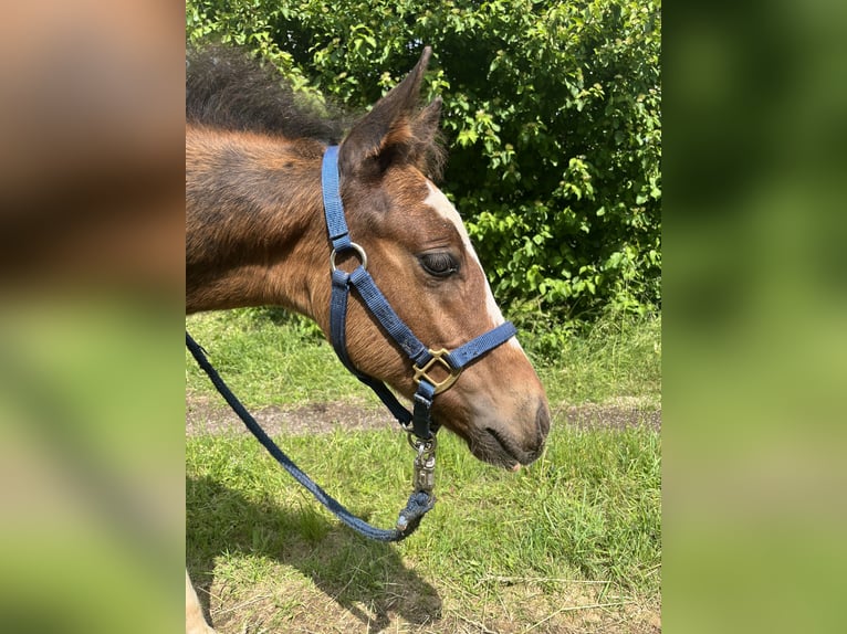 Paint Horse Hengst  150 cm Brauner in Matzenbach