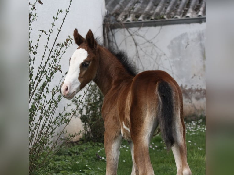 Paint Horse Hengst  150 cm Brauner in Matzenbach