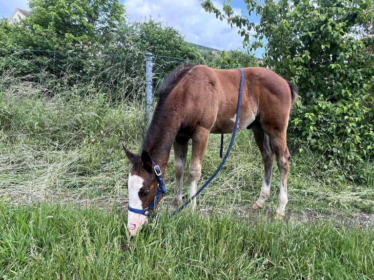 Paint Horse Hengst  150 cm Brauner in Matzenbach