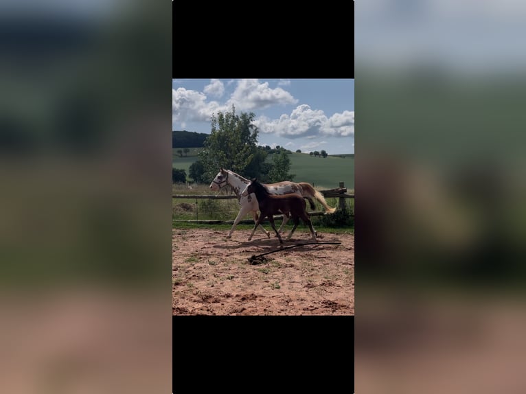Paint Horse Hengst  150 cm Brauner in Matzenbach