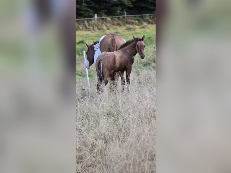 Paint Horse Hengst Fohlen (07/2024) 150 cm Falbe in Bitche