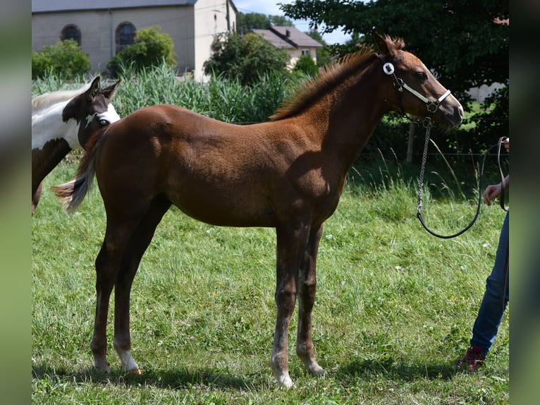 Paint Horse Hengst  150 cm Fuchs in Lhor