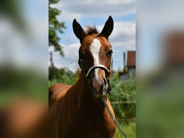 Paint Horse Hengst  150 cm Fuchs in Lhor