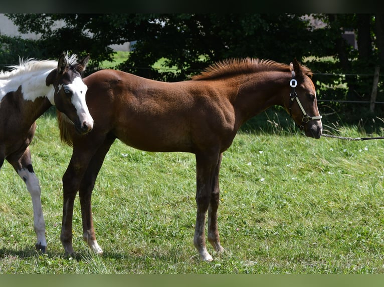 Paint Horse Hengst  150 cm Fuchs in Lhor