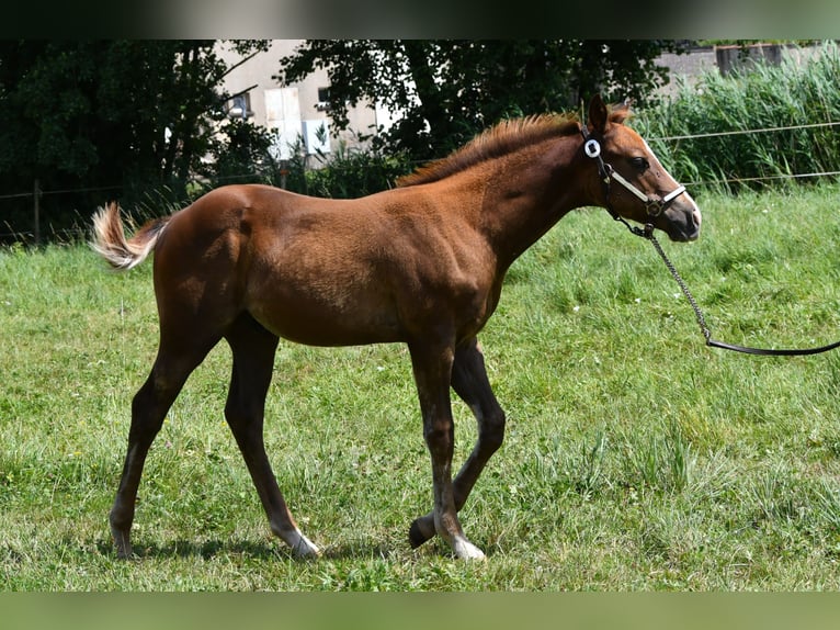 Paint Horse Hengst  150 cm Fuchs in Lhor
