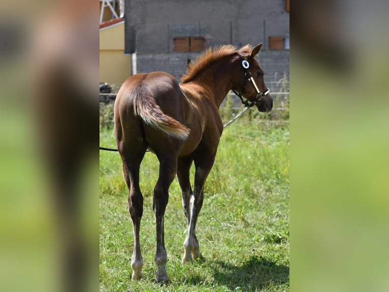 Paint Horse Hengst  150 cm Fuchs in Lhor