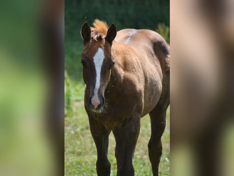Paint Horse Hengst  150 cm Fuchs in Lhor