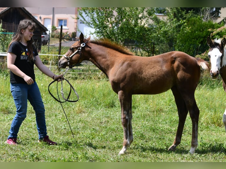 Paint Horse Hengst  150 cm Fuchs in Lhor