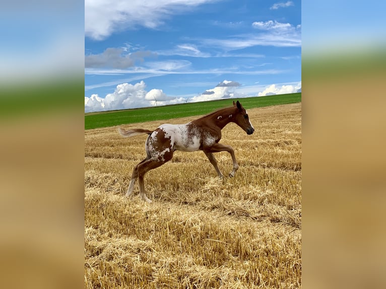 Paint Horse Mix Hengst Fohlen (06/2024) 150 cm Overo-alle-Farben in Simmern