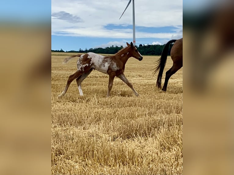 Paint Horse Mix Hengst Fohlen (06/2024) 150 cm Overo-alle-Farben in Simmern