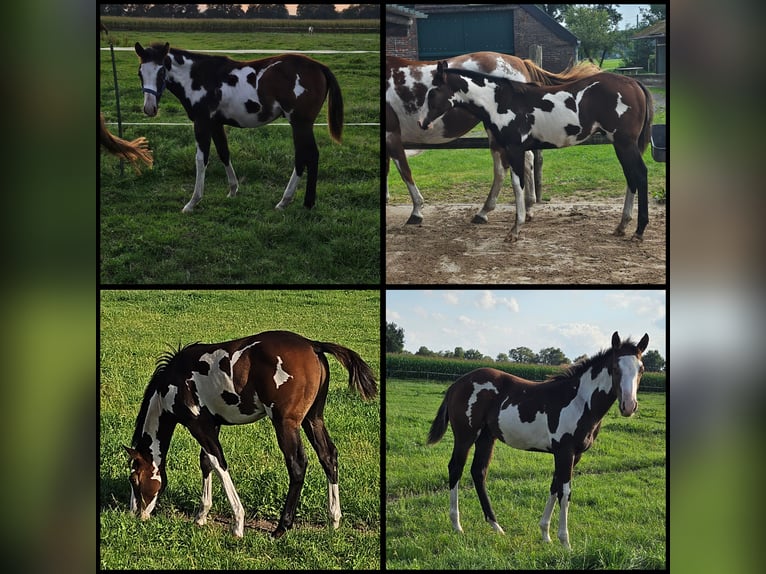 Paint Horse Hengst Fohlen (03/2024) 150 cm OveroalleFarben in Friesoythe