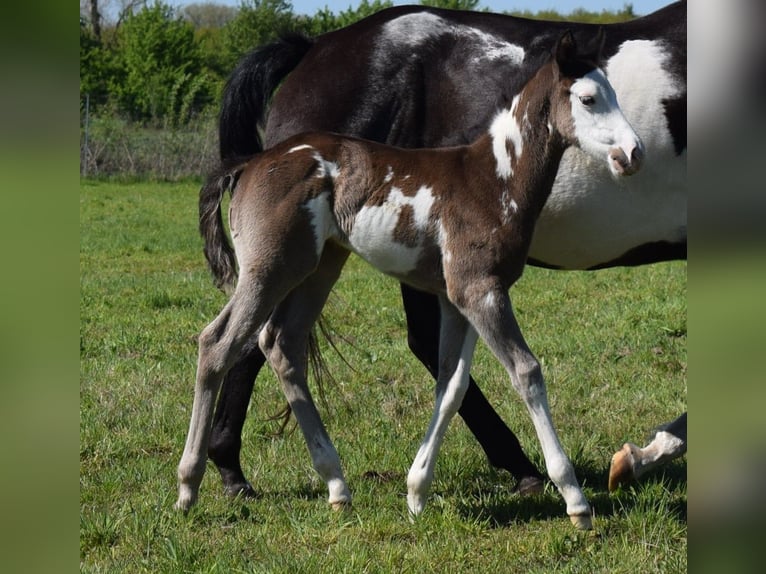Paint Horse Hengst  150 cm Overo-alle-Farben in Neustadt Dosse
