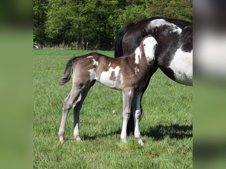 Paint Horse Hengst  150 cm Overo-alle-Farben in Neustadt Dosse