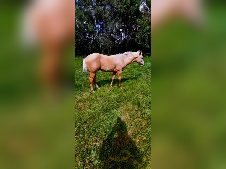 Paint Horse Hengst  150 cm Palomino in BRANNO