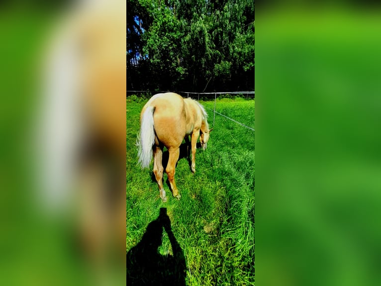 Paint Horse Hengst  150 cm Palomino in BRANNO